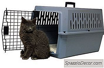 猫のための神経のためのBenadryl