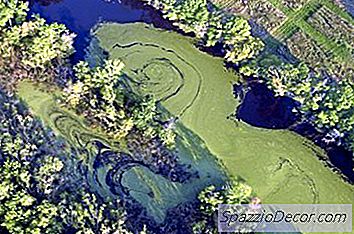 Най-Добрата Светлина За Аквариум За Предотвратяване На Водорасли