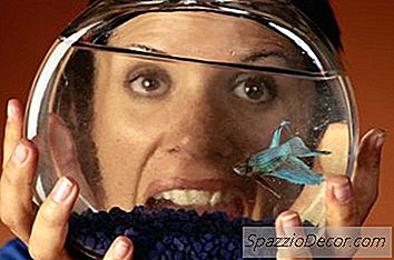 Os Melhores Alimentos Para Melhorar A Cor Para Bettas