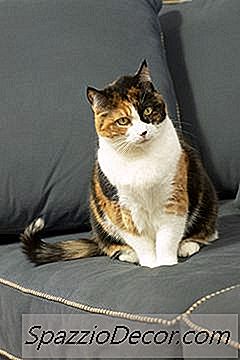 La Mejor Cura Para La Gingivitis En Gatos