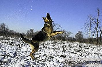 As Melhores Raças De Cães Para Caminhadas