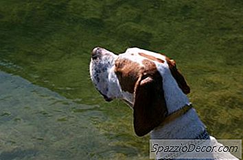 Най-Добрите Храни За Кучета За Ловно Куче