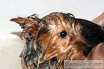 O Melhor Champô Para Cães Para Peles Sensíveis