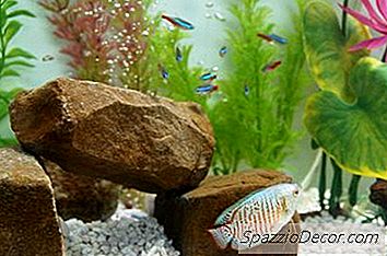 O Melhor Peixe Para Colocar Néons & Guppies