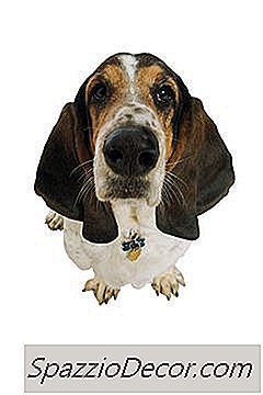 O Melhor Chão Para Cães Urinando Na Casa