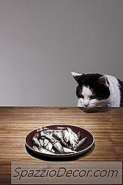 De Beste Rå Matene Til Katter Med Nyreproblemer