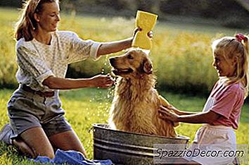 Os Melhores Shampoos Sem Sabão Para Cães