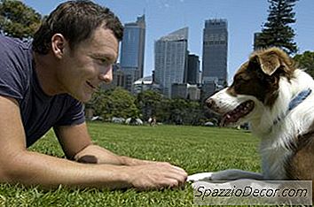 Os Melhores Brinquedos Para Border Collies