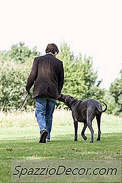 Das Beste Training Halsband Oder Harness Für Einen Dogge Welpen