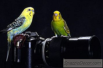 सबसे अच्छा तरीका है एक Parakeet पिंजरे की व्यवस्था करने के लिए