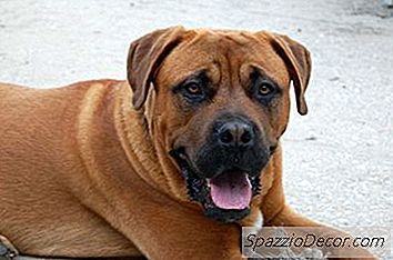 Köpek Derisi Tahrişlerini Yatıştırmanın En Iyi Yolu