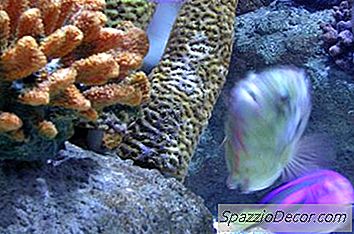 Tuzlu Su Akvaryumunda Ph'Yı Yükseltmenin En İyi Yolları