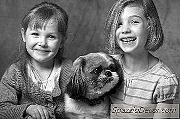 Bichon Shih Tzu Puppy Guide