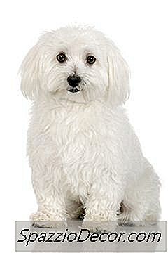 Bichons ที่มีปัญหาอาการคัน
