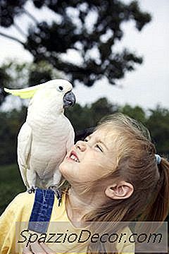 Vogels Die De Meeste