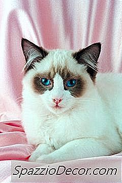 Birman Vs. Ragdoll Cat