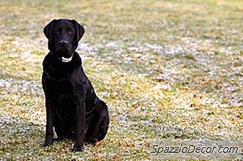 Black Lab Dog Facts