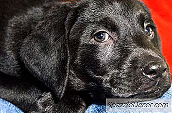 Black Lab Puppy Information