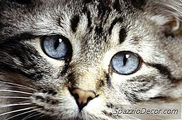 Cécité Chez Les Chats