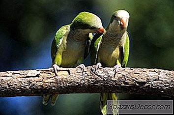 Blue Quaker Parrot Tips