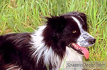 Masalah Pinggiran Border Collie
