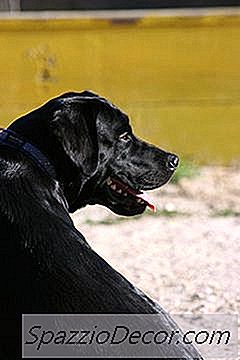 Informação Sobre O Border Collie & Lab Mix
