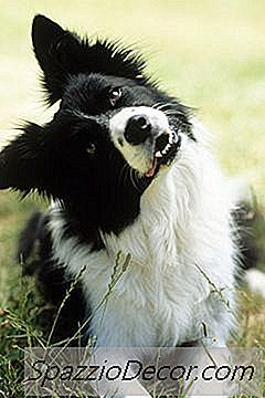 Gangguan Kulit Border Collie