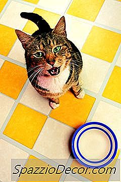 Diabète Limite Chez Les Chats