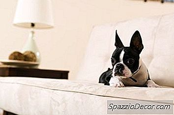 Boston Terrier Tear Ducts