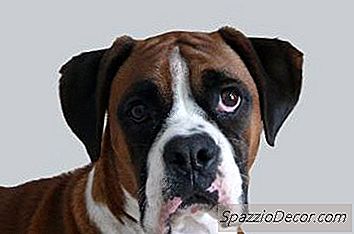 Verhalten Eines Boxers