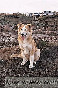 Cepillar Un Border Collie
