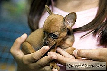 Borsta Tänderna På En Teacup Chihuahua