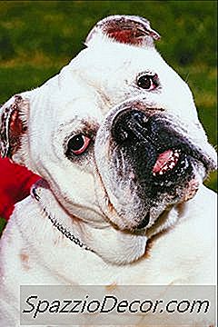 Ein Bulldog Mit Dermatitis