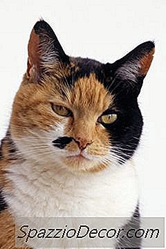 Calico Cats & Their Temperament