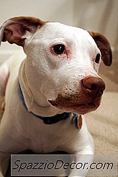 Calmante De Um Pit Bull Hiperativo