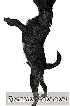 Beruhigende Leckereien Für Hunde