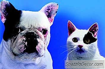 O Advantage Multi For Dogs Pode Ser Usado Em Gatos?