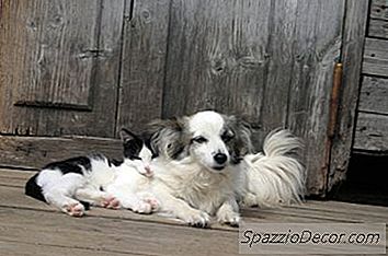 A Sarna Canina Pode Se Espalhar Para Gatos?