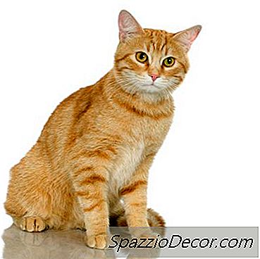 Os Abcessos Do Gato Podem Desaparecer Por Conta Própria?