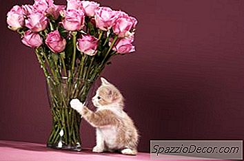 Bir Kedi Kötü Bir Alışkanlıktan Kurtulabilir Mi?