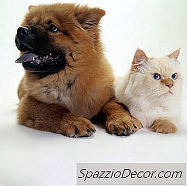 As Fezes De Gato Podem Levar A Doenças Prejudiciais Aos Cães?