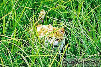 Czy Koty Mogą Jeść Ozdobną Trawę?