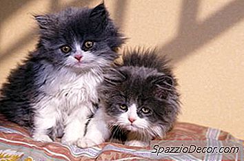 猫在第一阶段的劳动中是否有收缩？