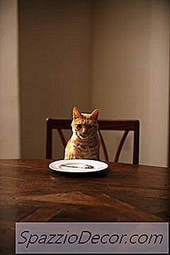 Können Katzen Würziges Essen Schmecken?
