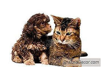 冠状病毒可以从猫传播到狗吗？