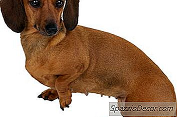 Dachshunds सीढ़ियों से ऊपर जा सकते हैं?