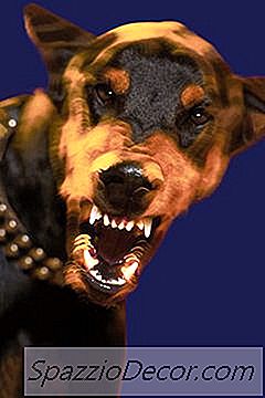 Bisakah Anjing Menggeram Saat Bahagia?