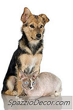 Bolehkah Anjing Dapat Dikesan Dengan Pass Penyusutan Itu Kepada Kucing?