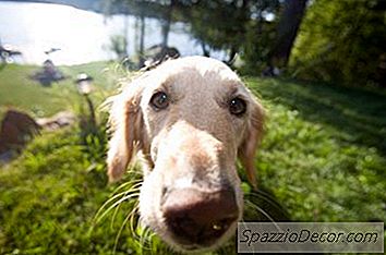Köpekler Bıyıklarını Kaybedebilir Mi?