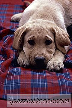 Können Hunde Verstehen, Wenn Ein Anderer Hund Stirbt?